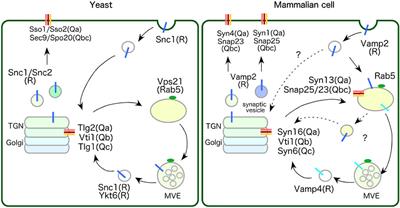 Transport mechanisms between the endocytic, recycling, and biosynthetic pathways via endosomes and the trans-Golgi network